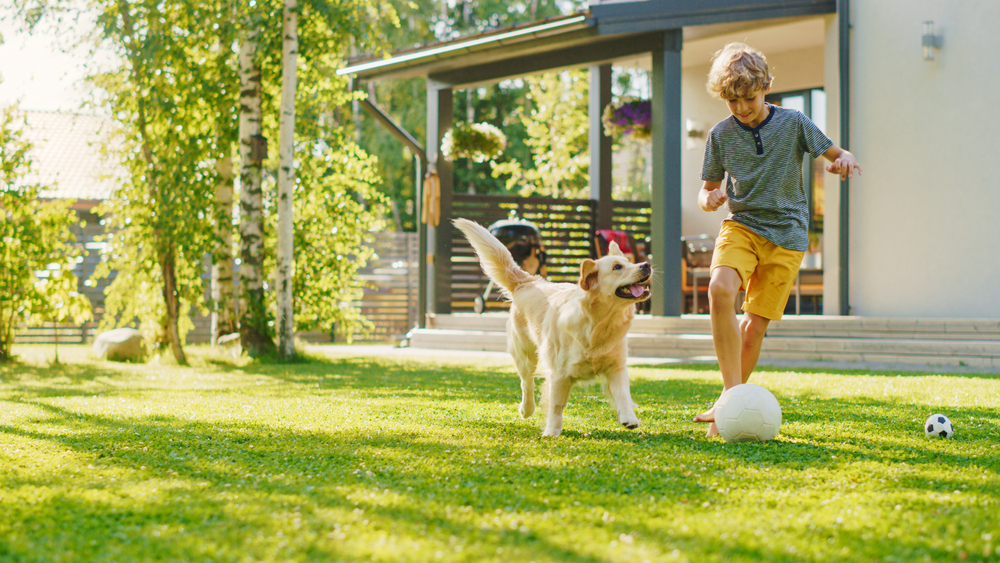 Young Boy Plays Soccer with Happy Golden Retriever Dog on Outdoor Design Backyard ©Gorodenkoff