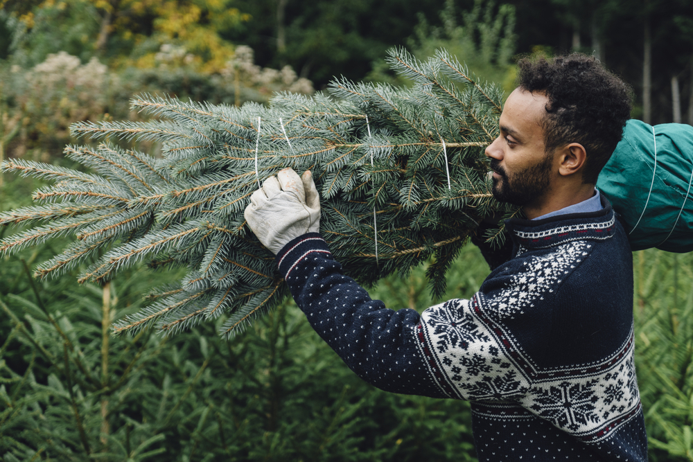 Man Choosing a Christmas Tree ©Juri Pozzi