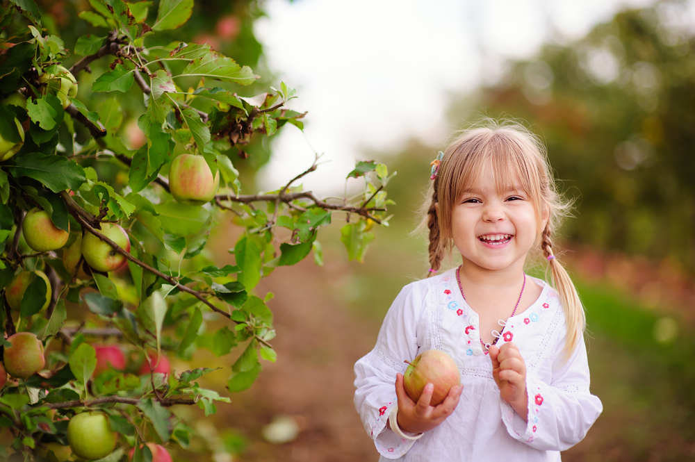 Kid Picking Apples at Farm©Natalia Kirichenko