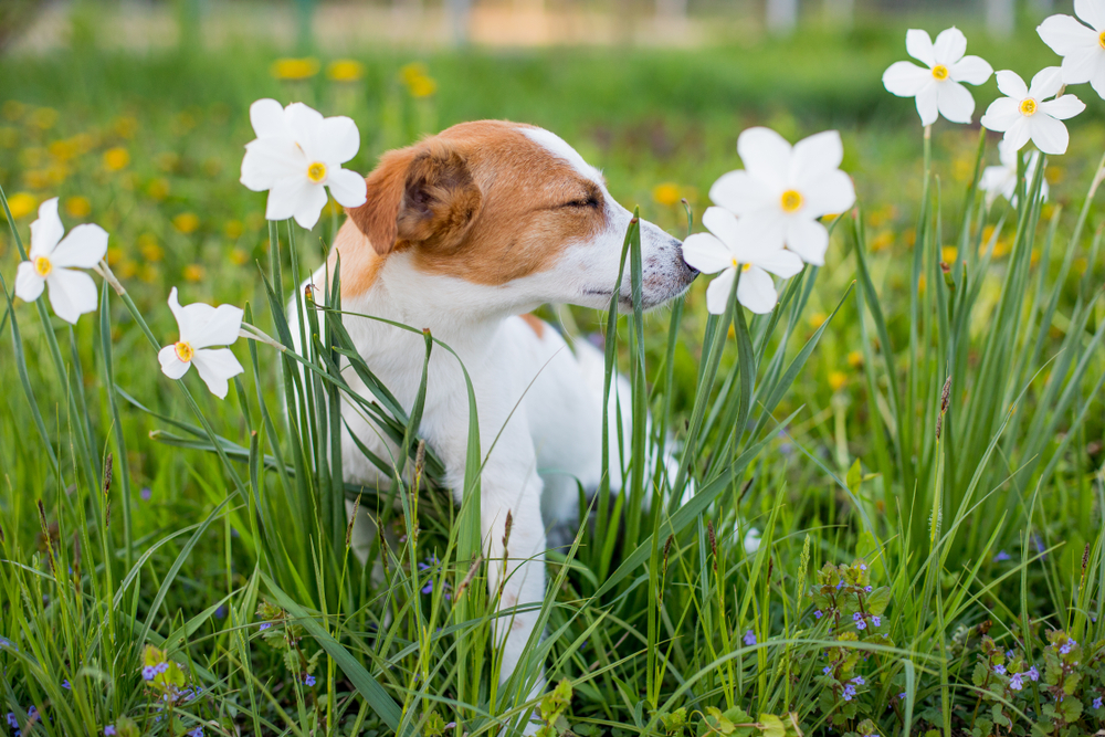 Dog Spring Allergies ©Elena Sherengovskaya