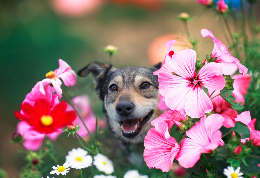 Spring allergies with dog©Bachkova Natalia