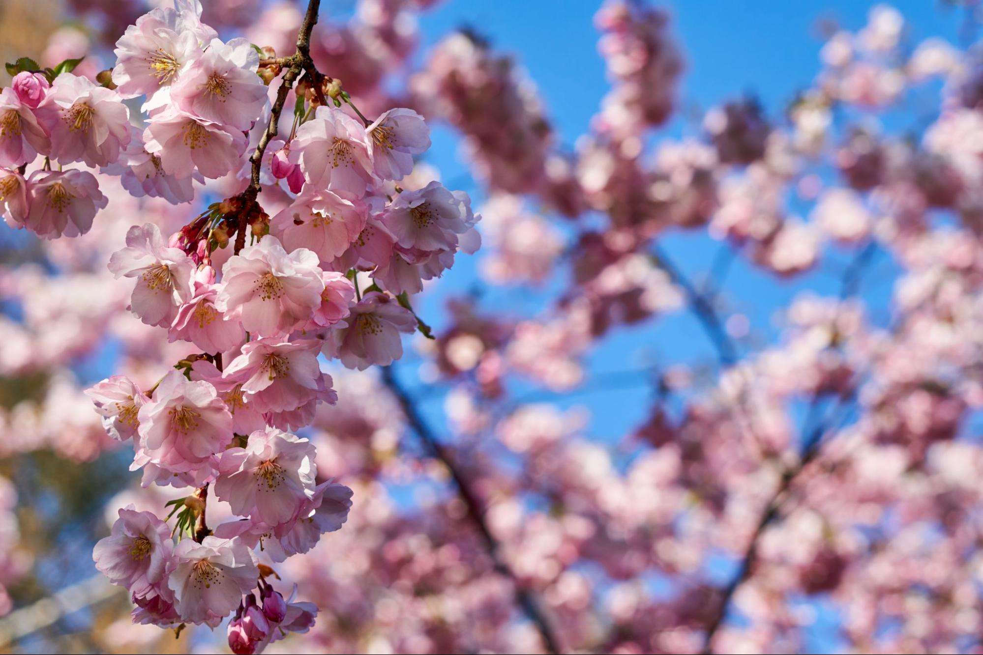 Cherry Blossom Tree ©nadia_if