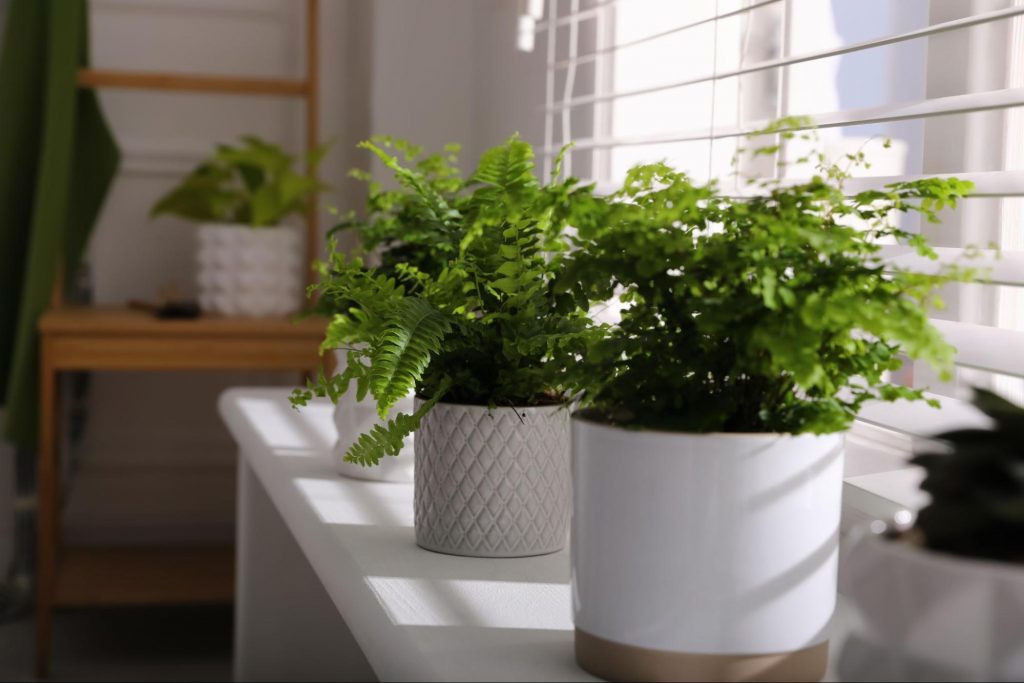 Boston Ferns in white pots on a sunny windowsill

©New Africa