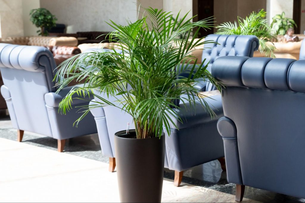Parlor Palm in a floor-standing black tall planter.
©Yulia YasPe