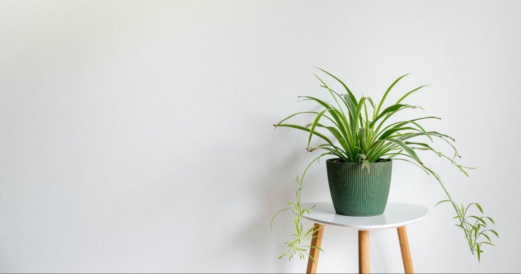 Spider plant in a green pot on a white side table
©TTfoto110
