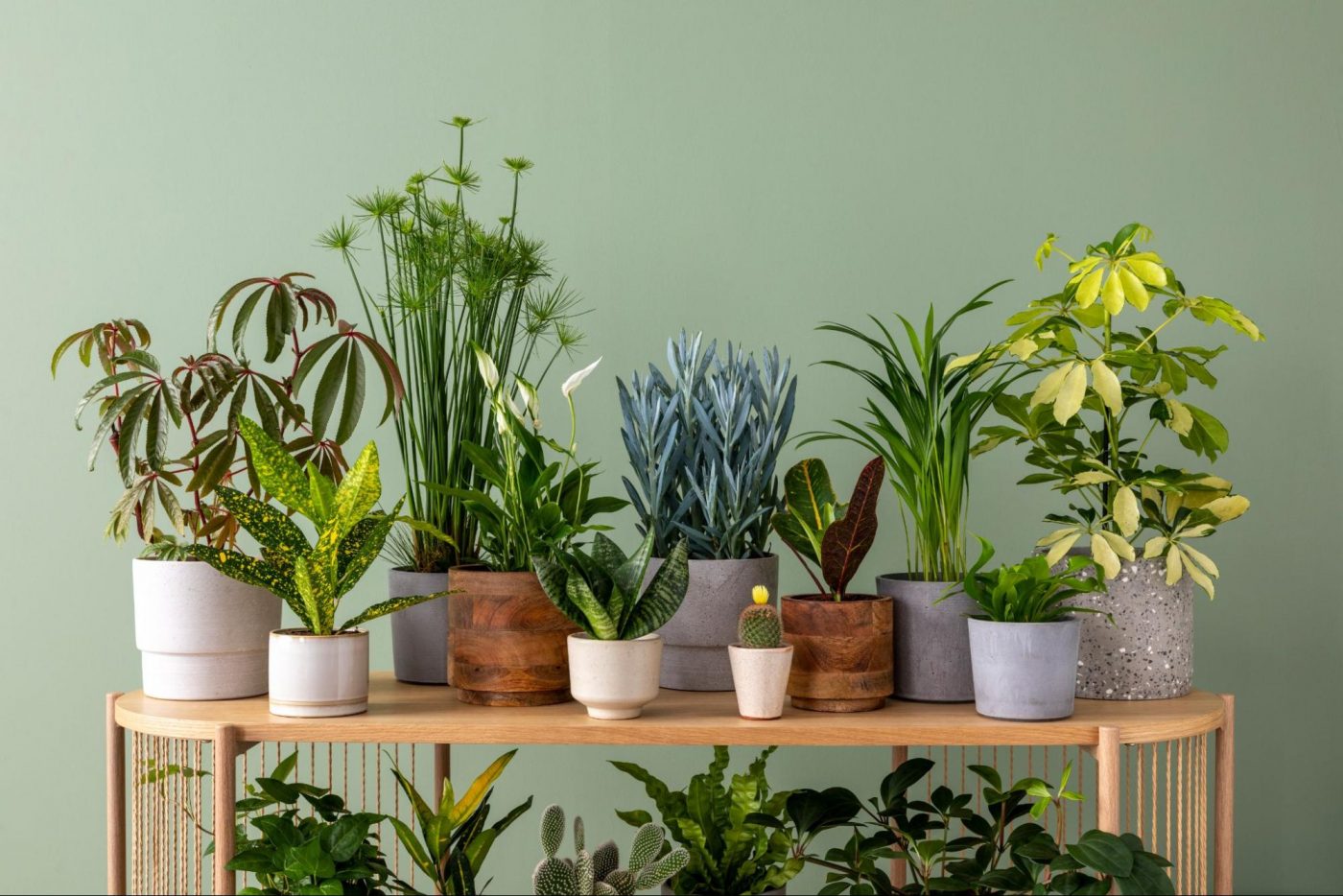 ariety of potted house plants on a wooden console table ©Followtheflow